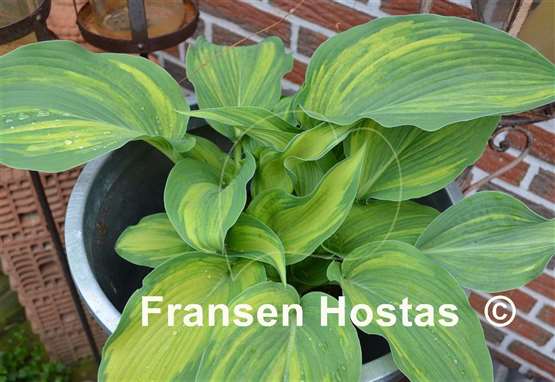 Hosta Valley's Super Tuesday